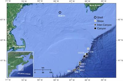 Sedimentary Organic Matter Shapes Macrofaunal Communities but Not Benthic Nutrient Fluxes in Contrasting Habitats Along the Northwest Atlantic Continental Margin